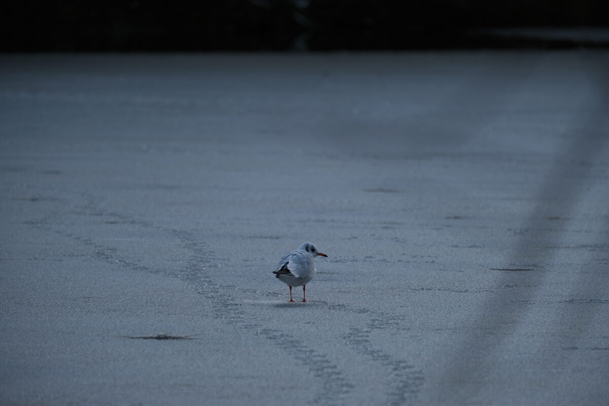 Black-headed Gull