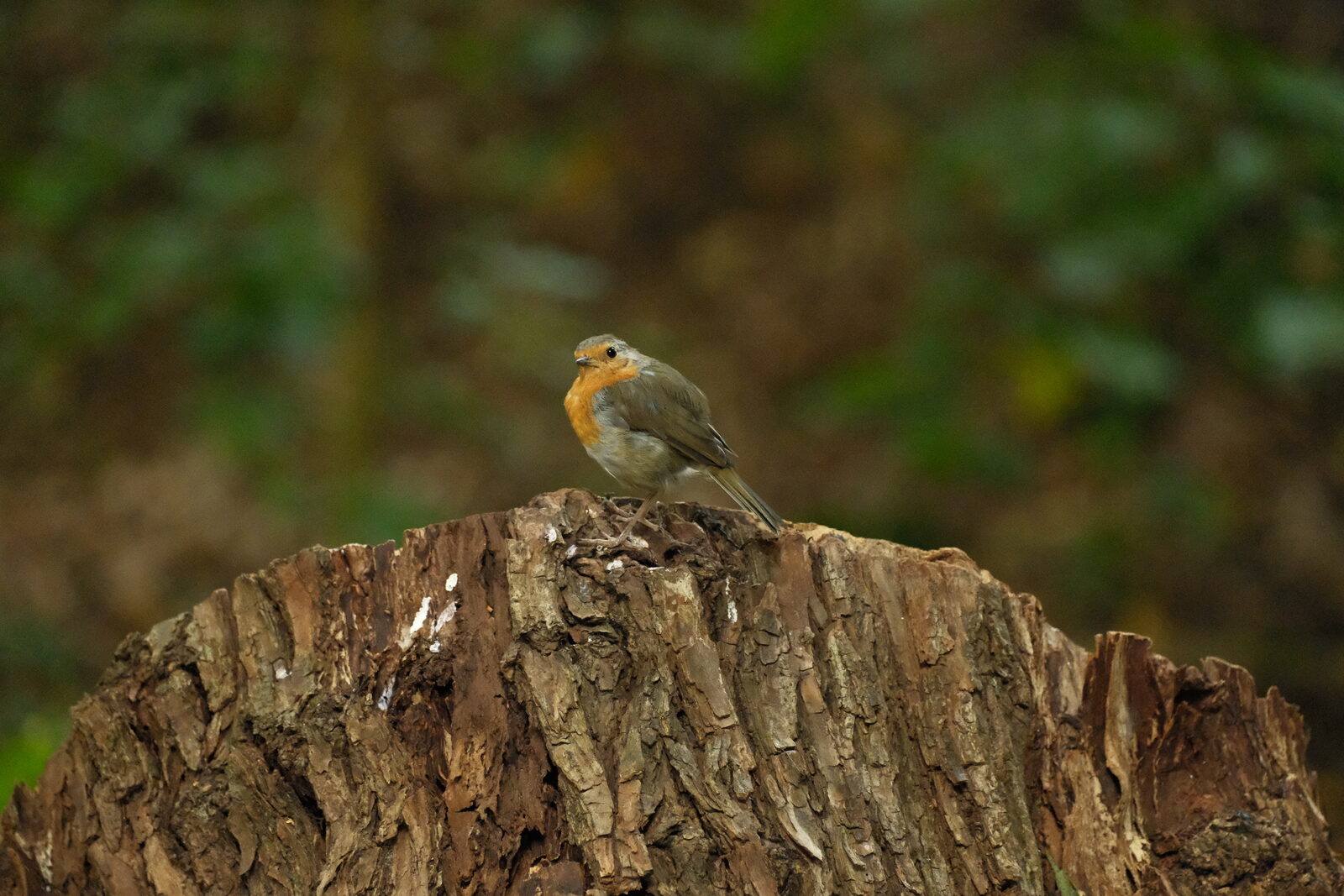 European Robin